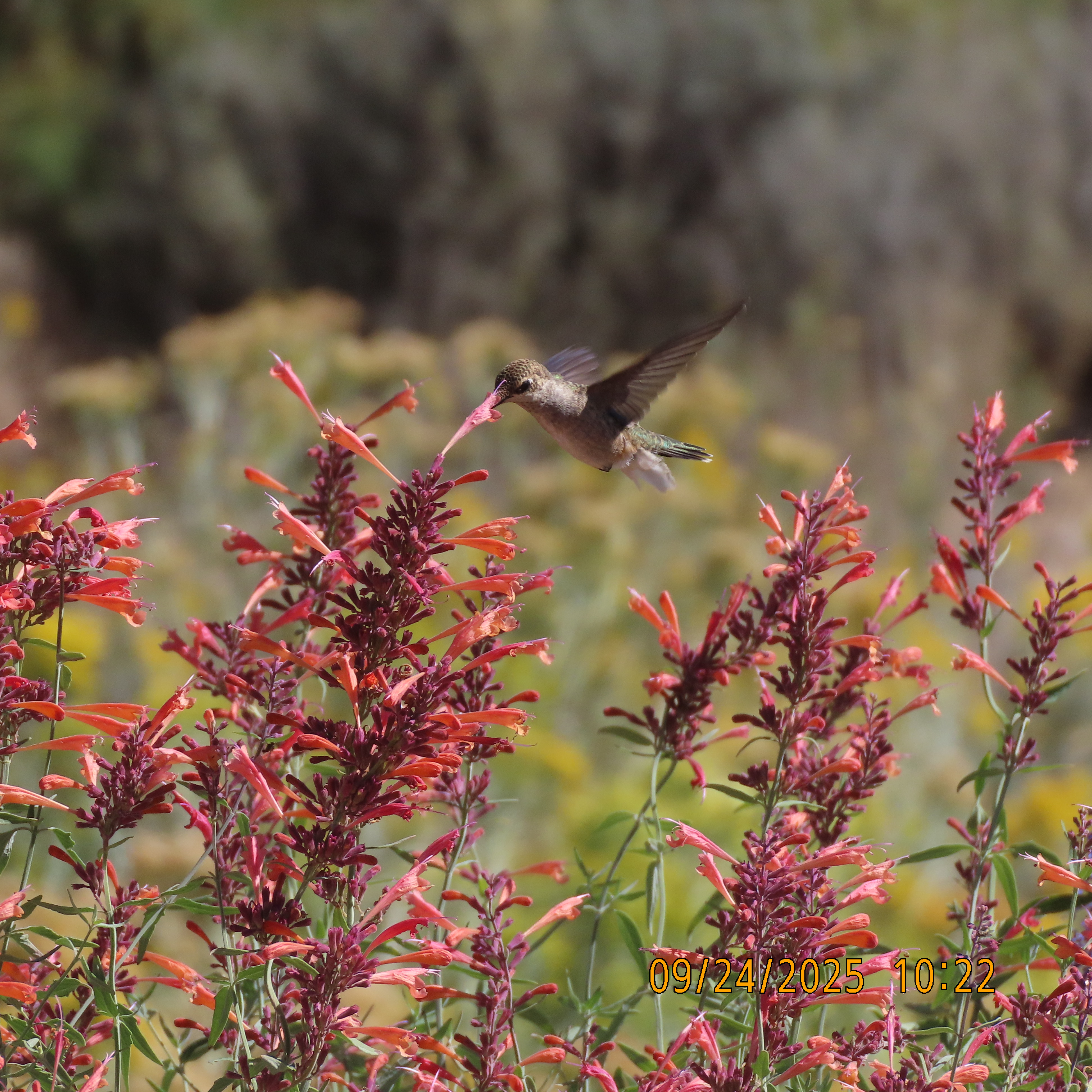 Ackerman.IMG 9290.Rufous.Hummingbird.at.my.house.Sept24 2025