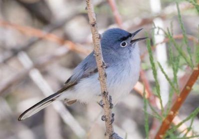 Blue Gray Gnatcatcher - Verlee Sanburg