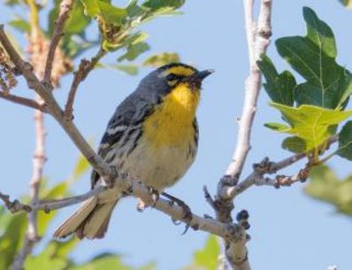 Graces Warbler - Verlee Sanburg