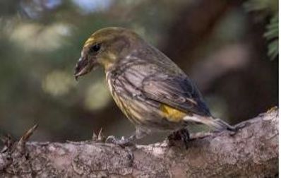 Red Crossbill - Verlee Sanburg