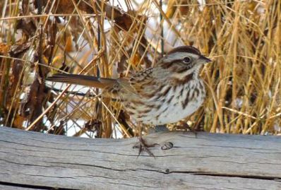 Song Sparrow - Arden Anderson