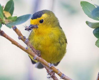 Yellow Rumped Warbler - Verlee Sanburg