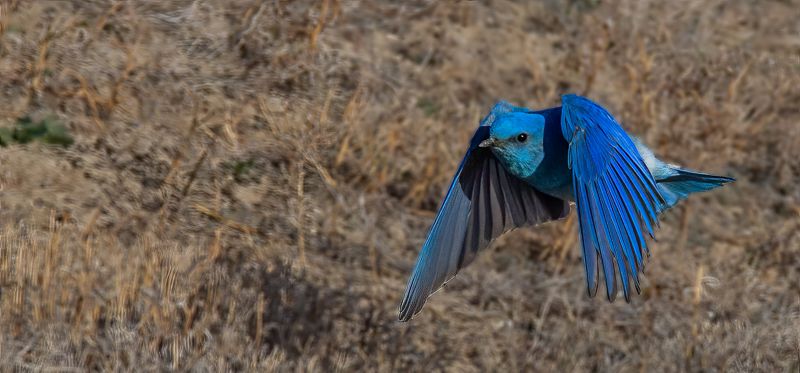 Male Bluebird in flight